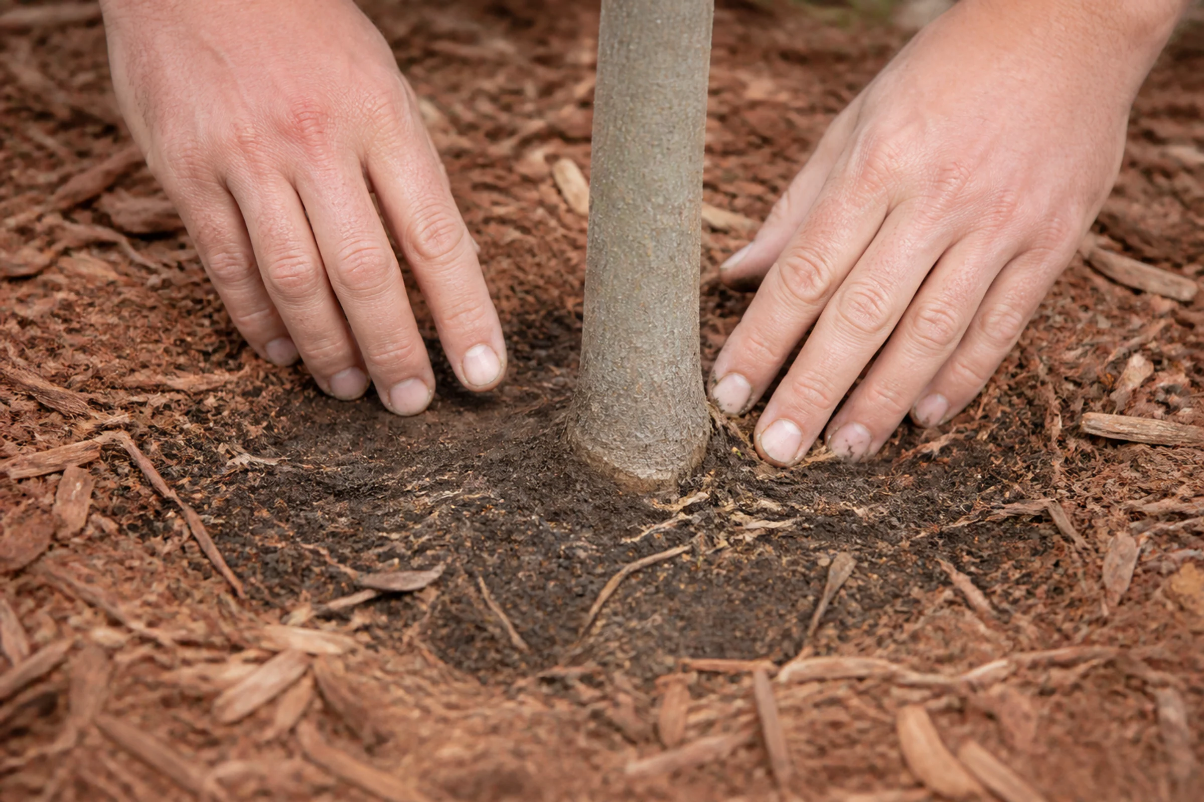 Hands checking the root flare of a new tree