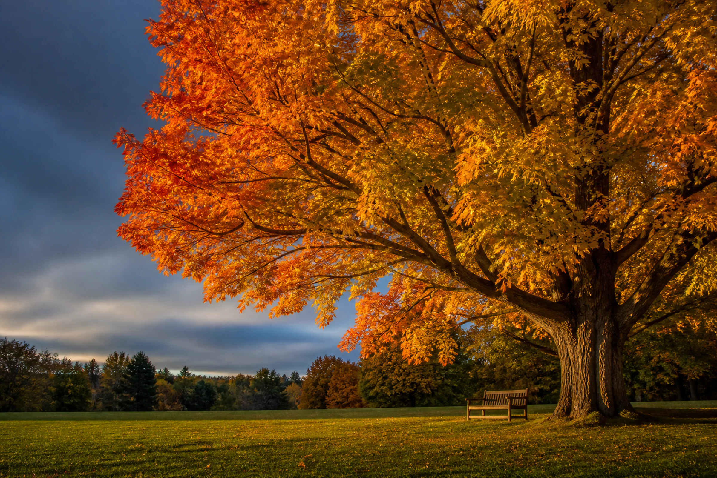 A mature maple in full fall colour